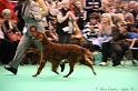 Crufts2011_2 007